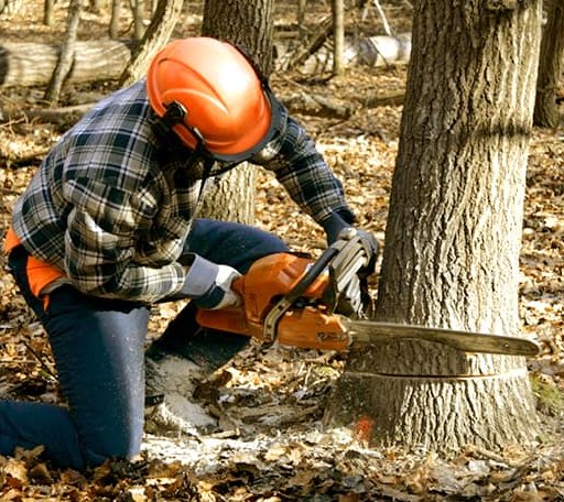Tree Removal in Stuart, VA